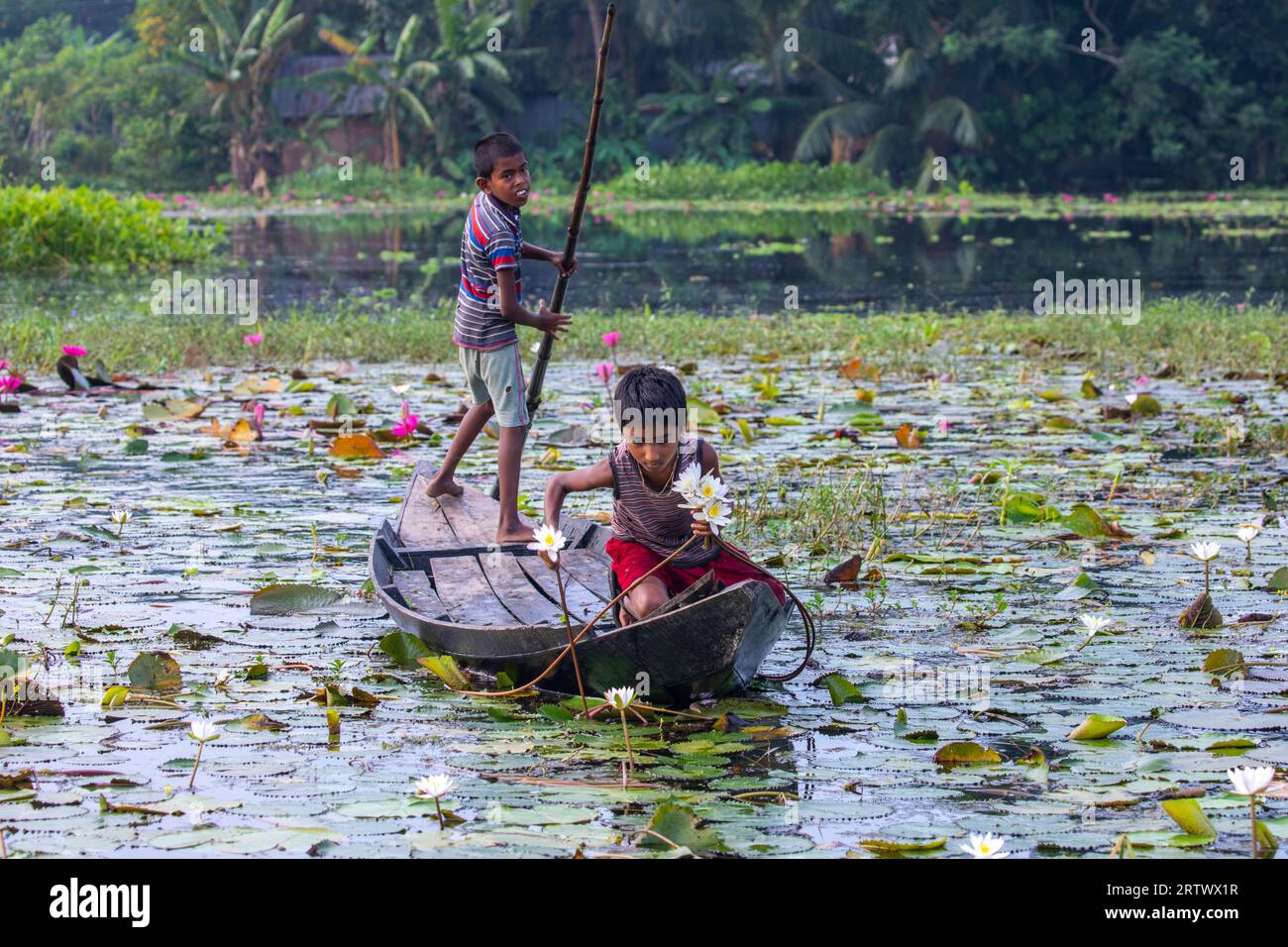 Bangladeshi rural children collect water lilies from a large waterbody named `Shatla beel' at Ujirpur in Barisal. Bangladesh. Stock Photo
